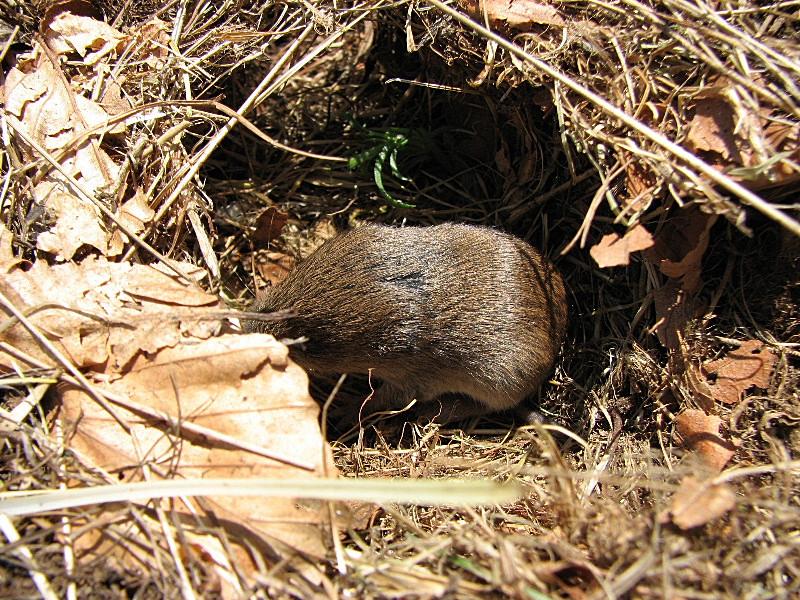 Microtus savii